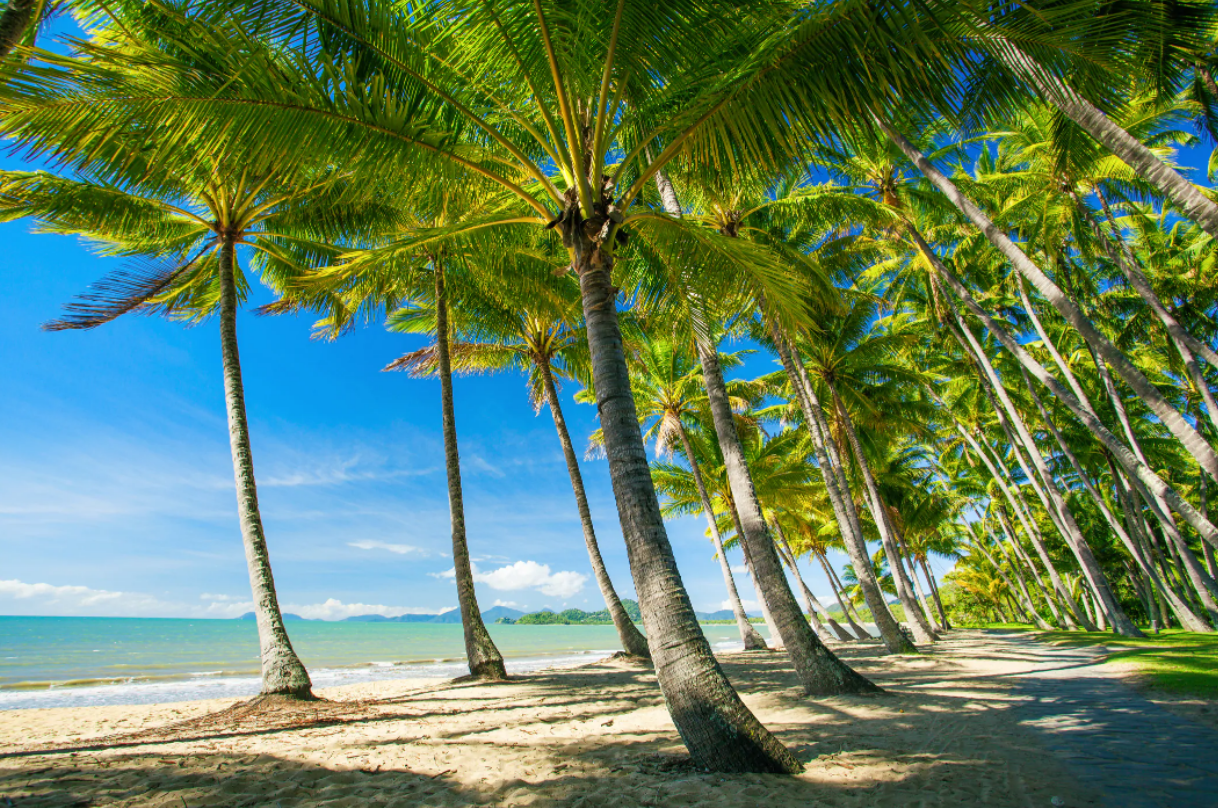 Palm Trees